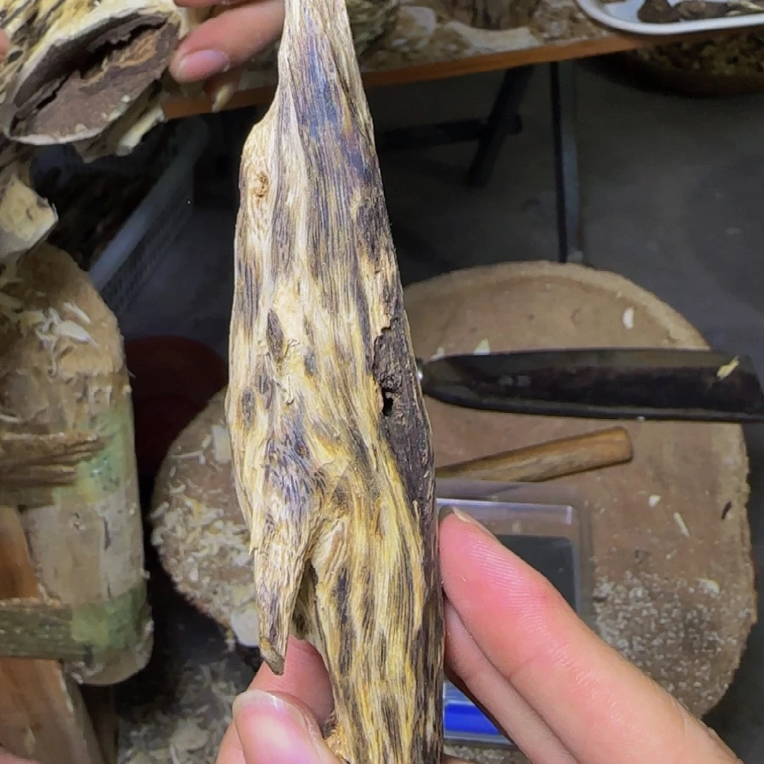 沉香蓝宝石虫漏发一份