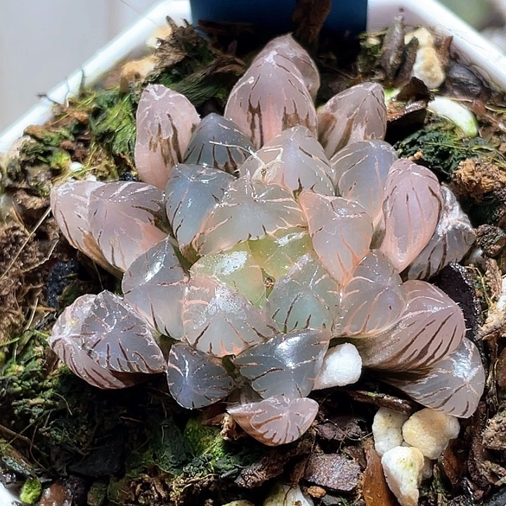 860冰灯锦一物一拍