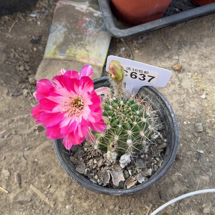 丽花血影一物一拍C637