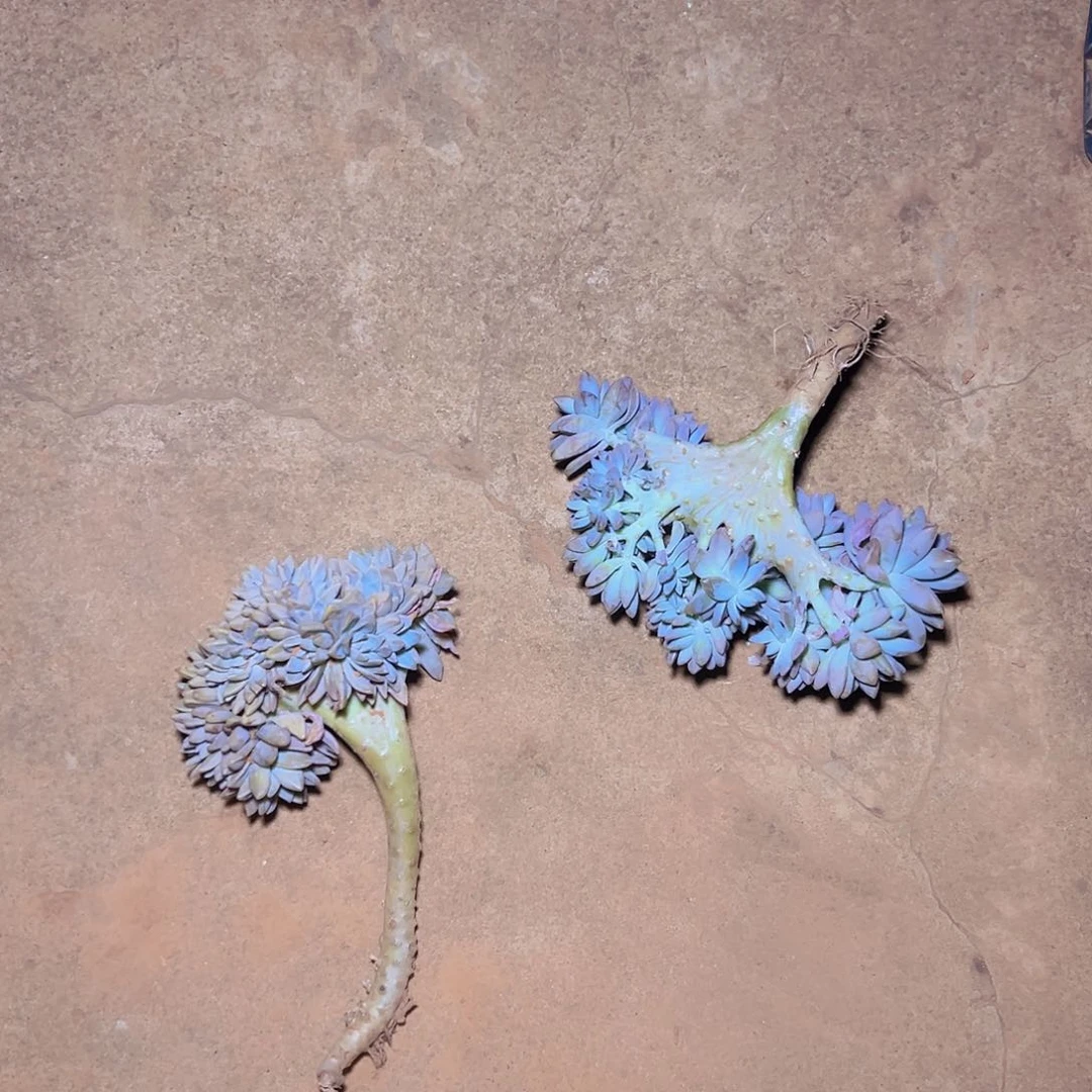 淡雪缀化一棵发货