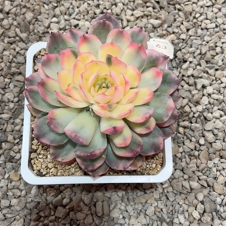 s***w草莓蛋糕大单头多肉