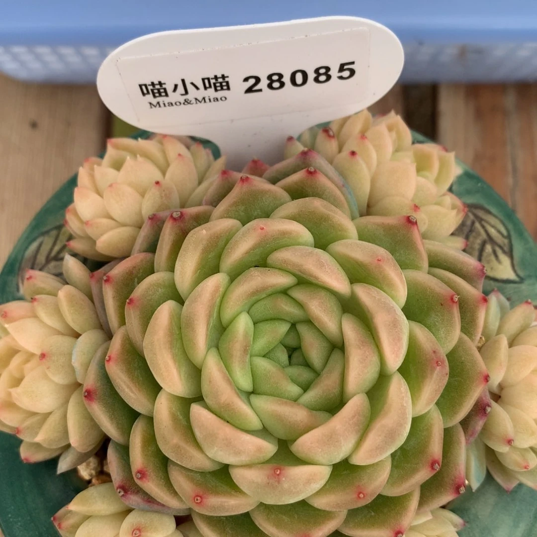 悠*、多肉植物麦秆珍妮
