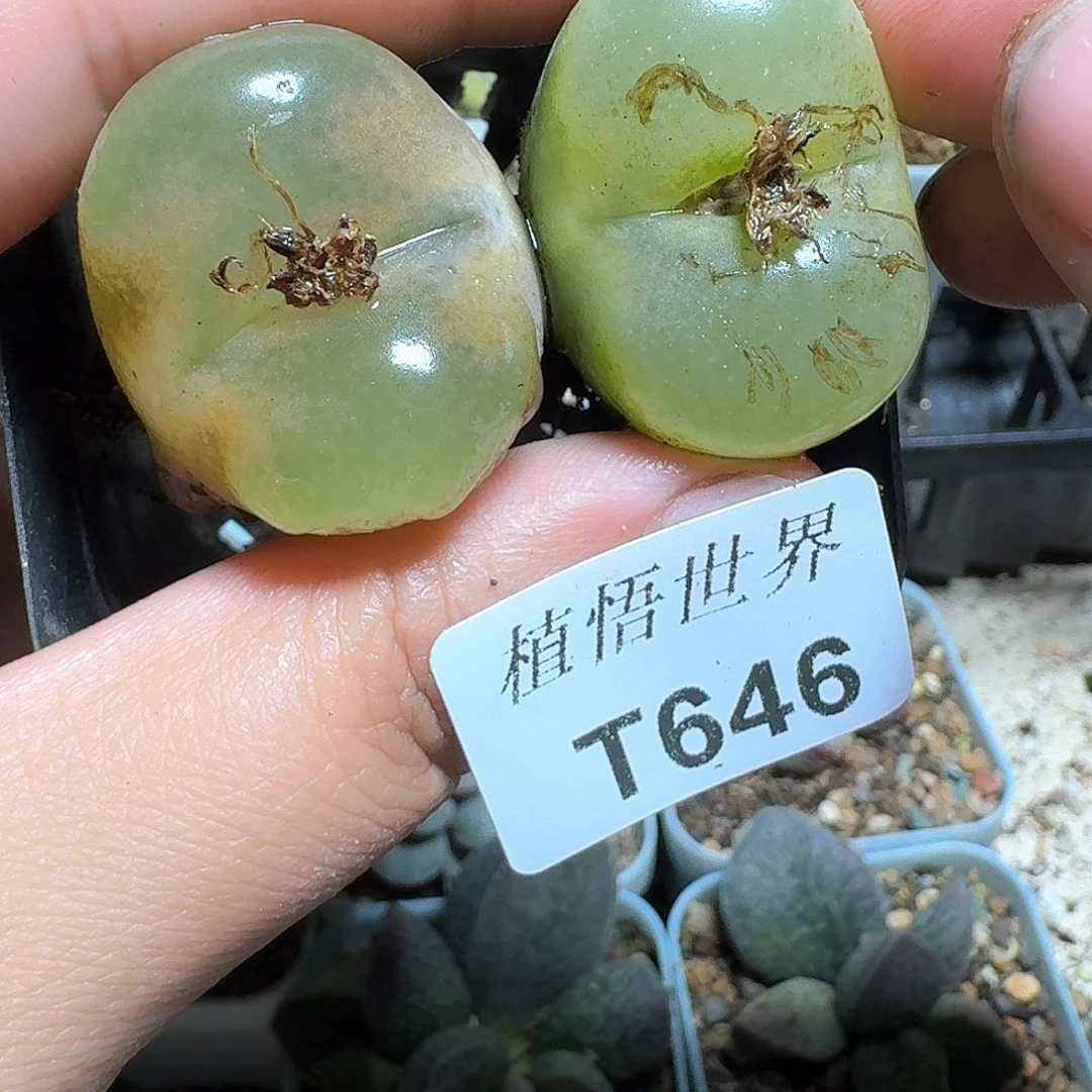 646盒多肉植物哇c