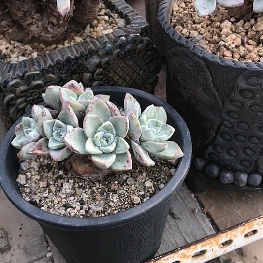 厚叶苹果叶仙女棒杯