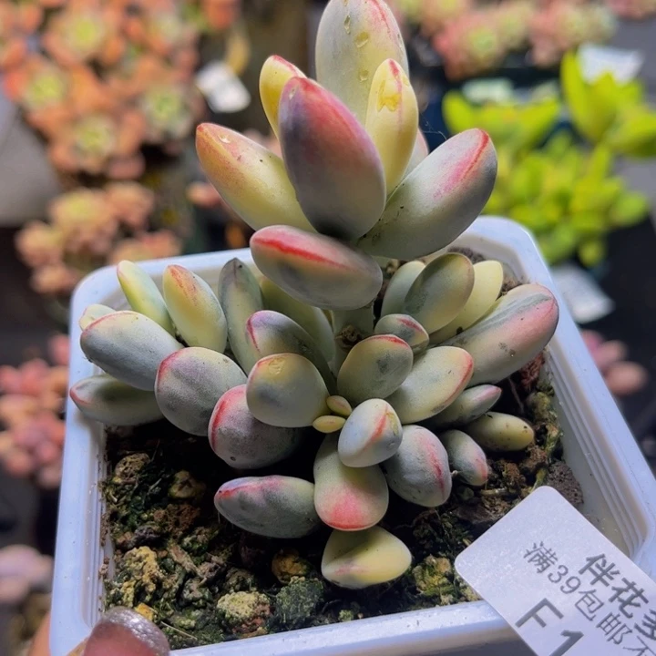 福娘锦162/7cm多肉