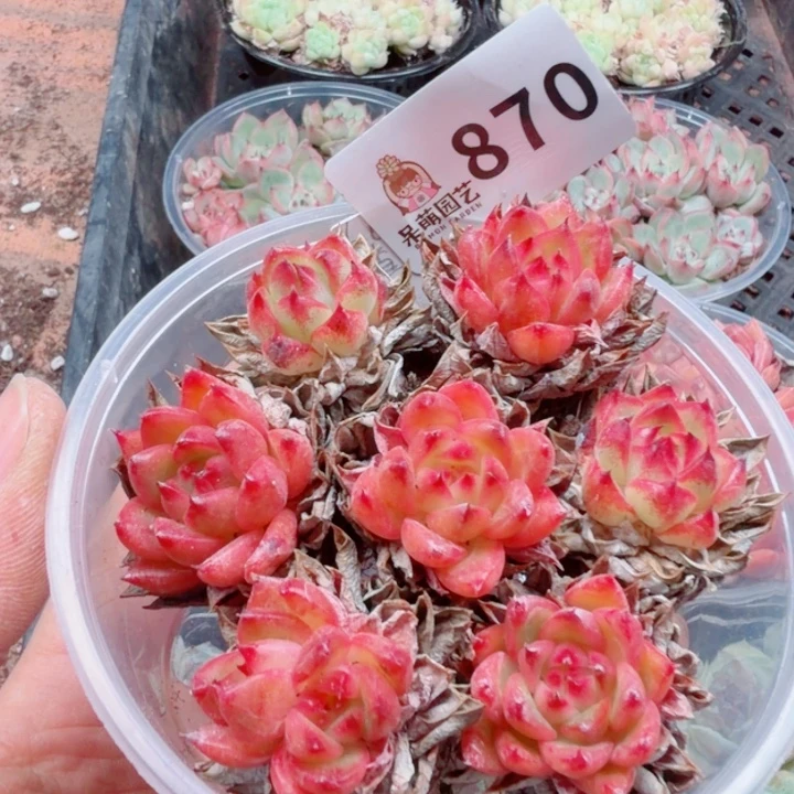 多肉植物多肉植物