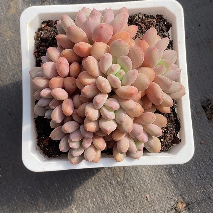 珍舞奶大群多肉植物