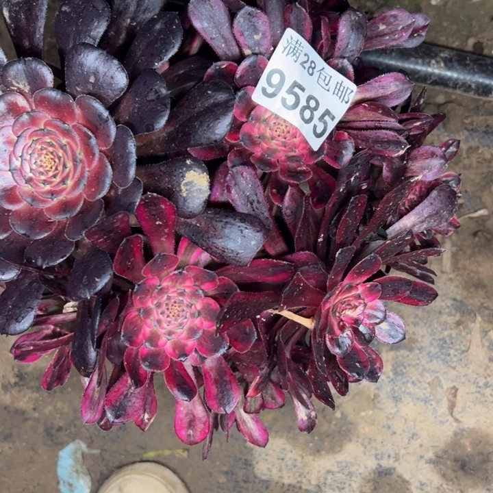9585红金刚多肉植物