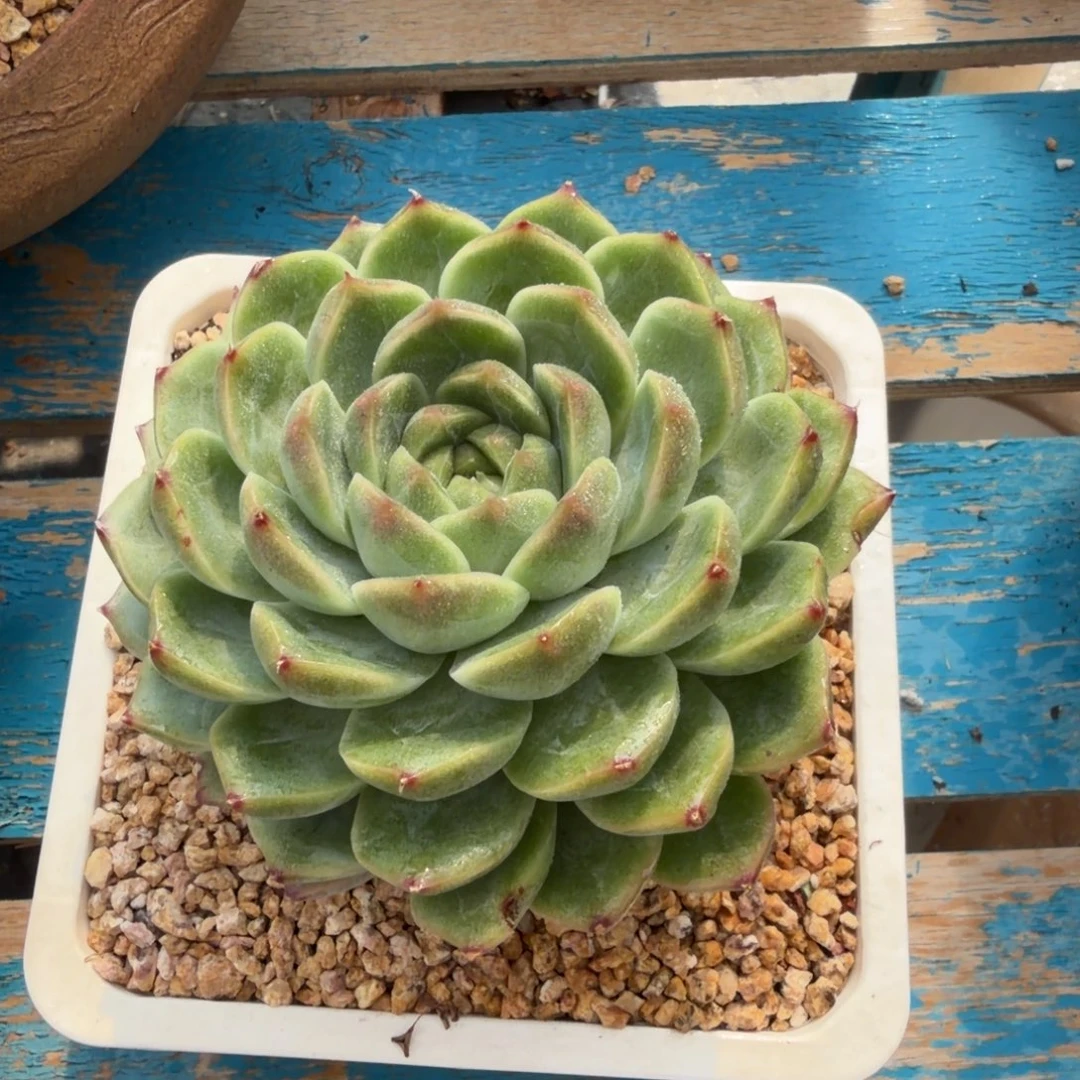 多肉植物一物一拍，47