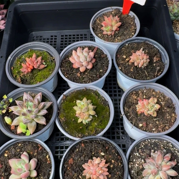 105多肉植物一物一拍