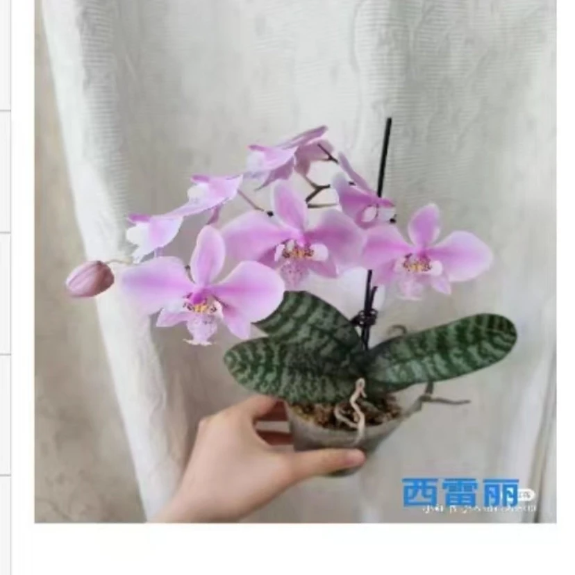 1.7寸杯不带花剑008西蕾丽不带花剑宝宝苗蝴蝶兰花苗嫌小勿拍