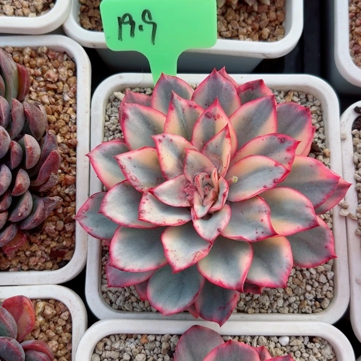 精品多肉植物老桩