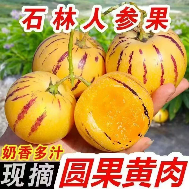 【应季水果】正宗云南人参果黄肉黄心树上熟当季应季低糖新鲜水果
