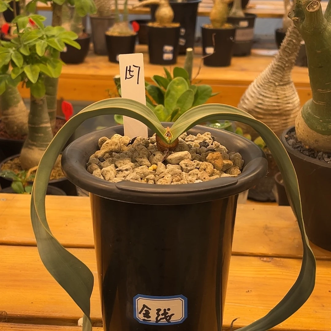 百岁兰157号，带金线