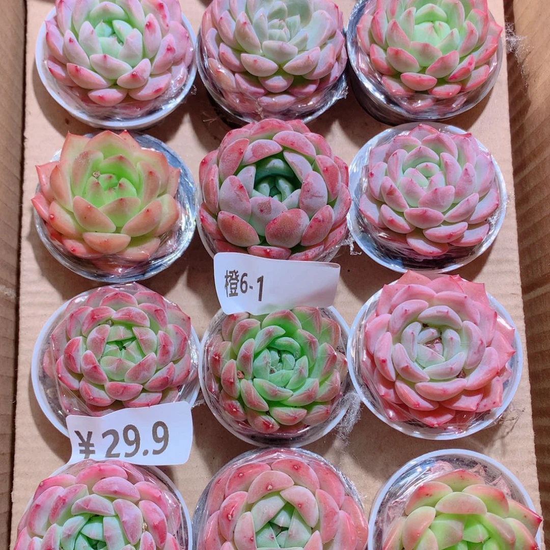 6-1一物一拍带盆18颗