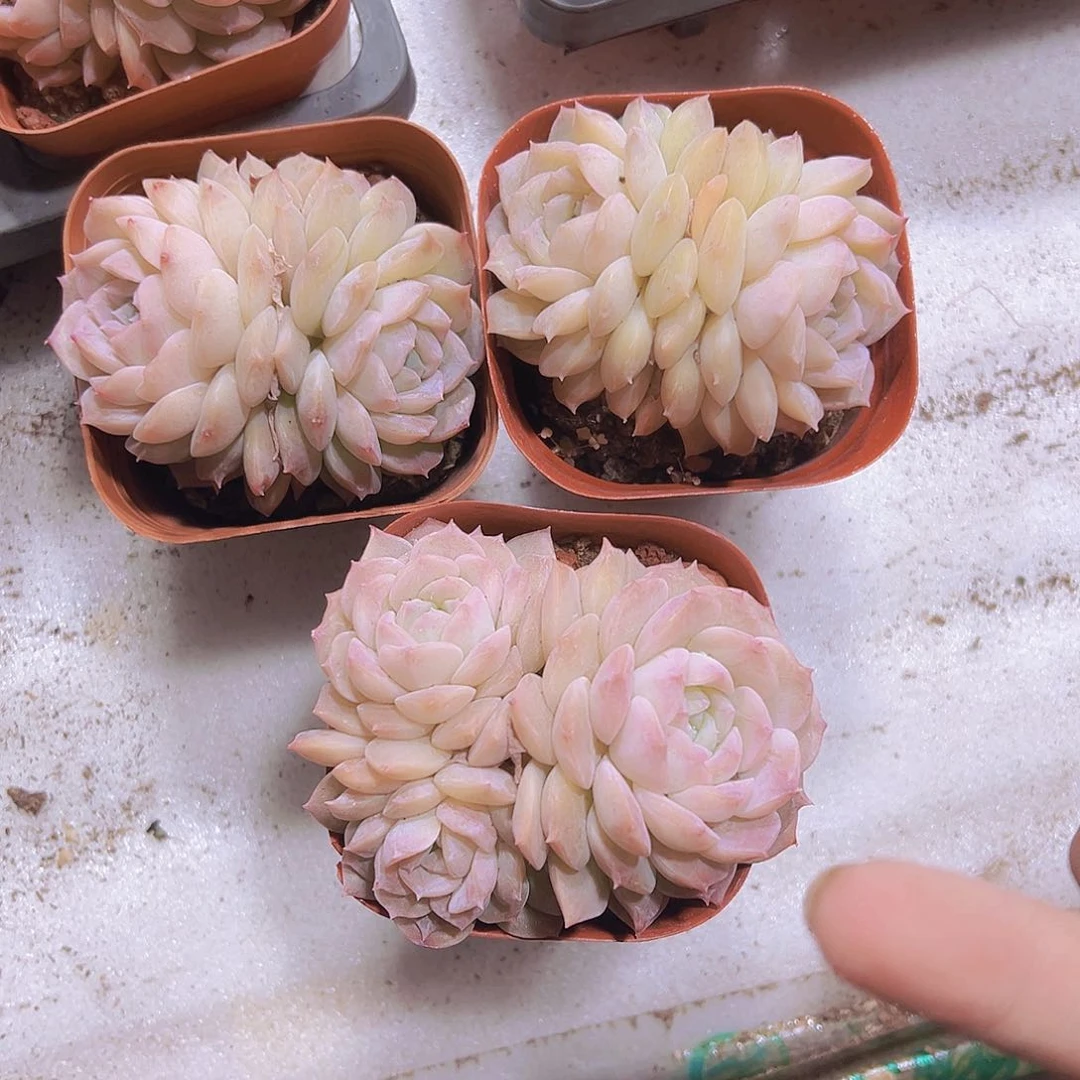 冰糖雪梨2双一群19包邮