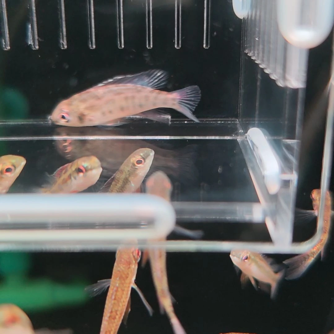 灯科鱼尼格罗雪花棋盘带短鲷