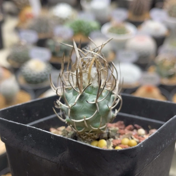 黄龙丸         实生根