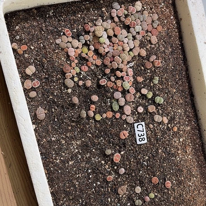 生738石花整框脱土发货不售后