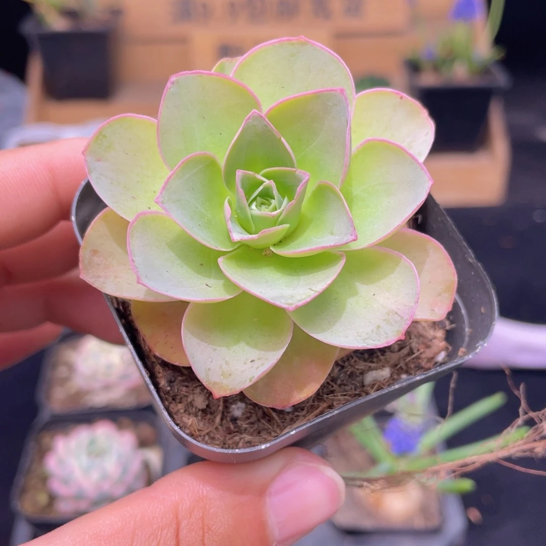 帕尔玛玫瑰多肉9.9包邮发货