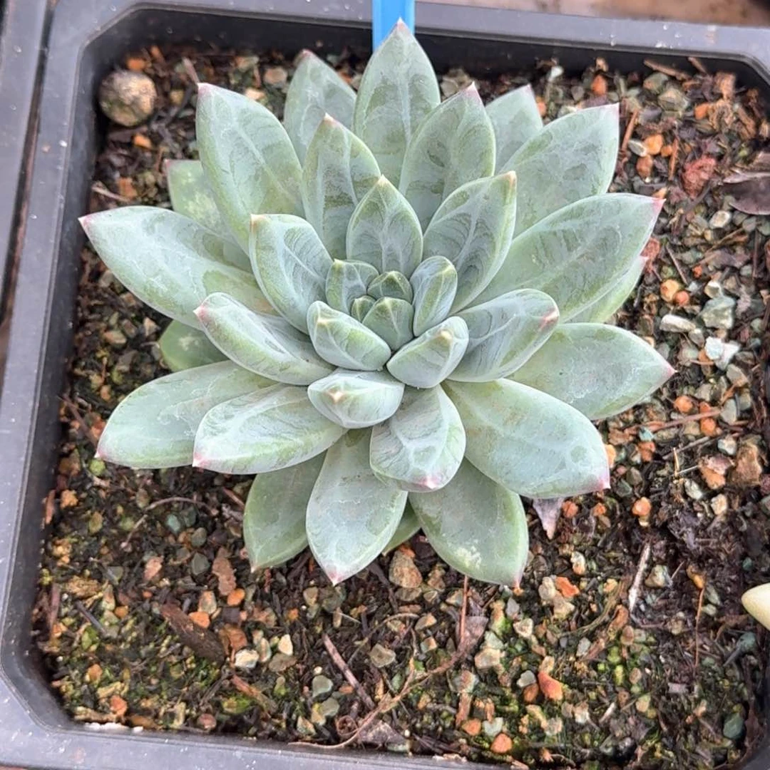 晚***哥暗纹美人多肉植物043