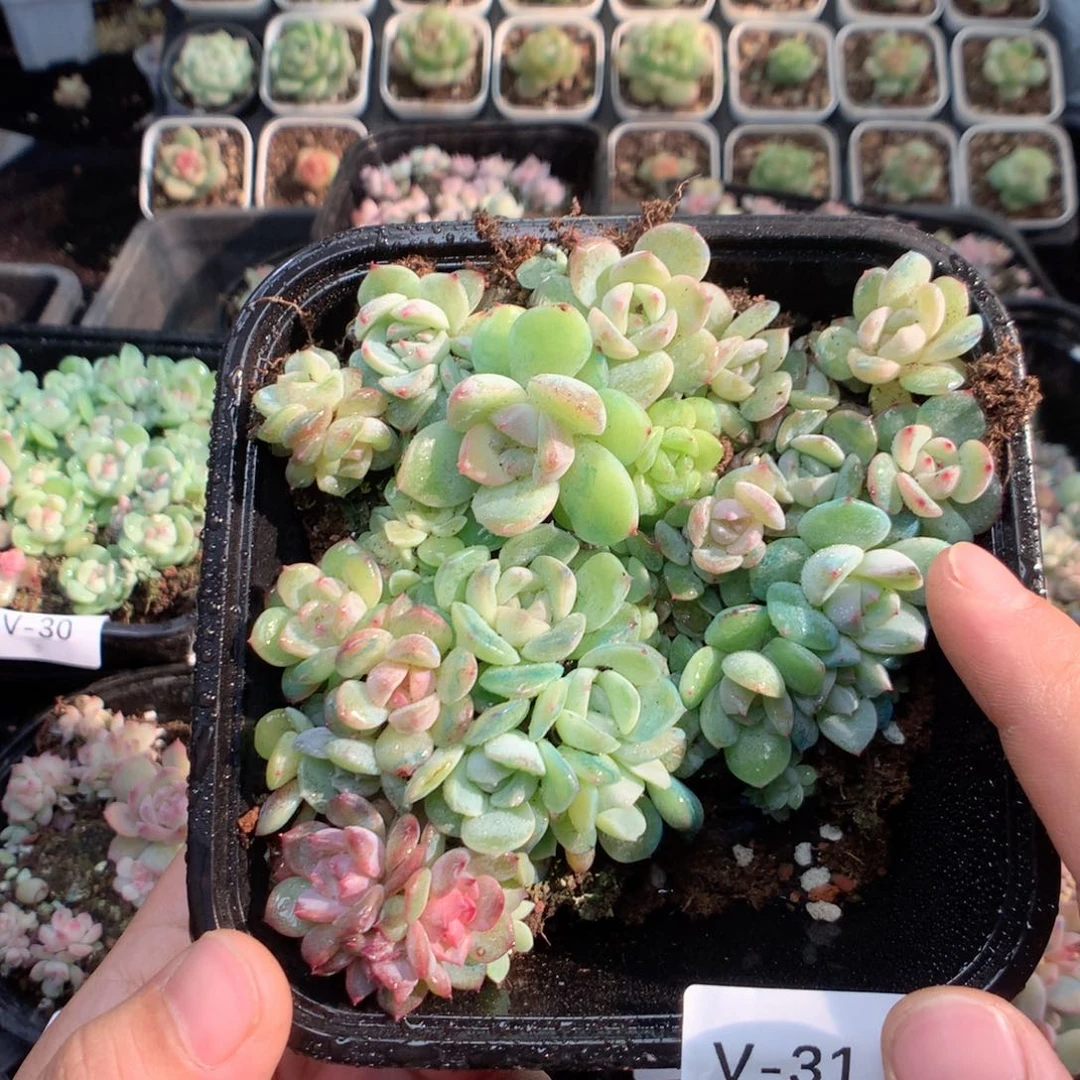 无花朵V31英语英语