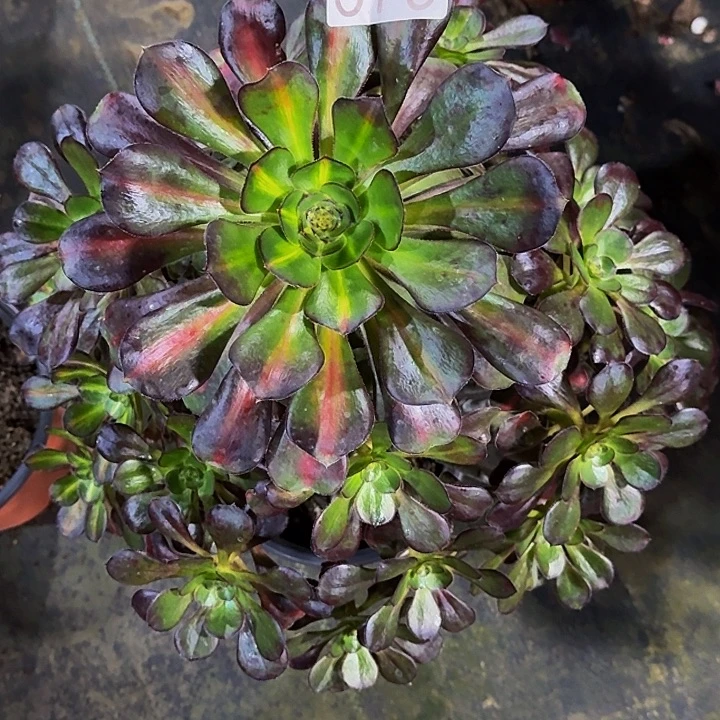 000000000000575晚霞