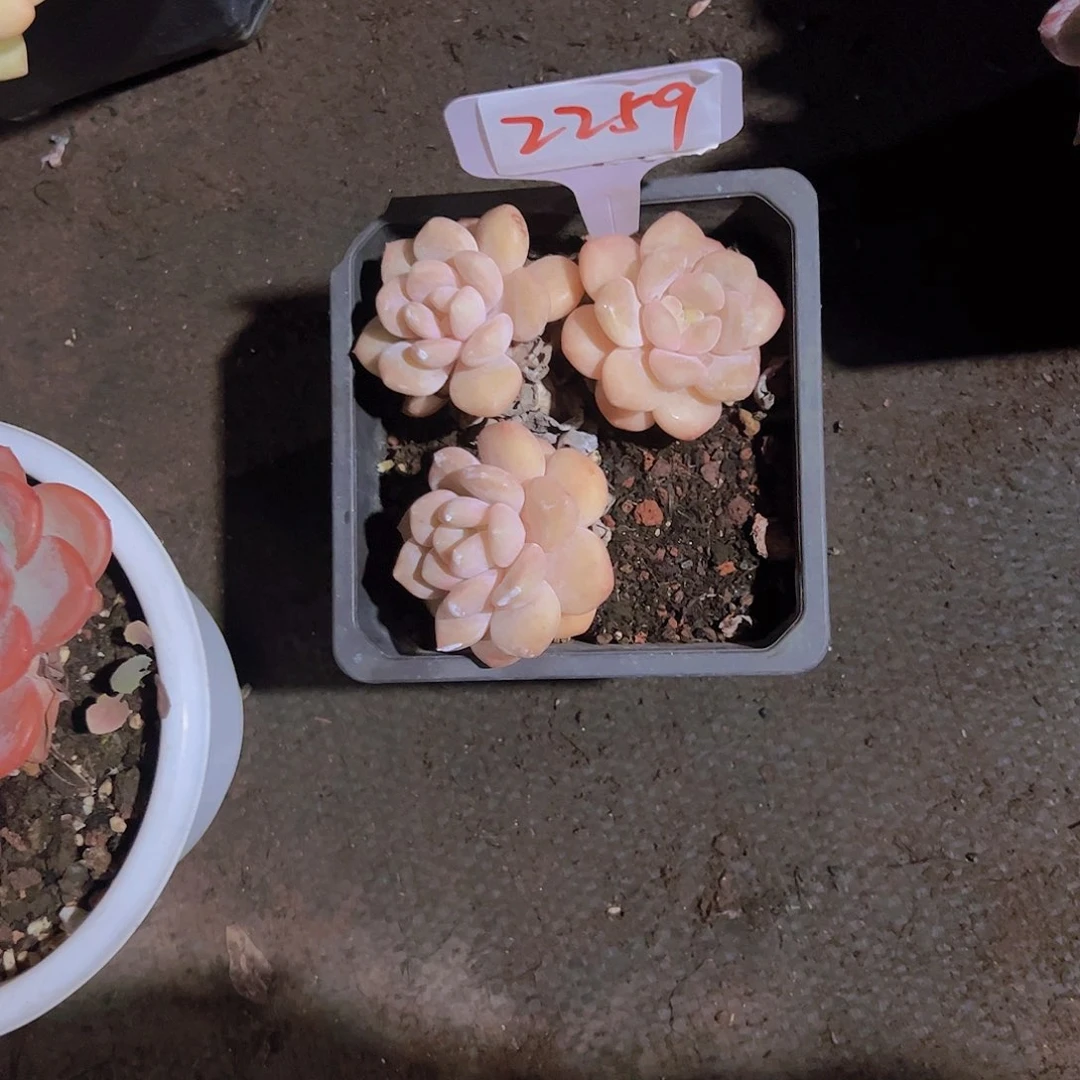 宝***Y2259三头30。。。