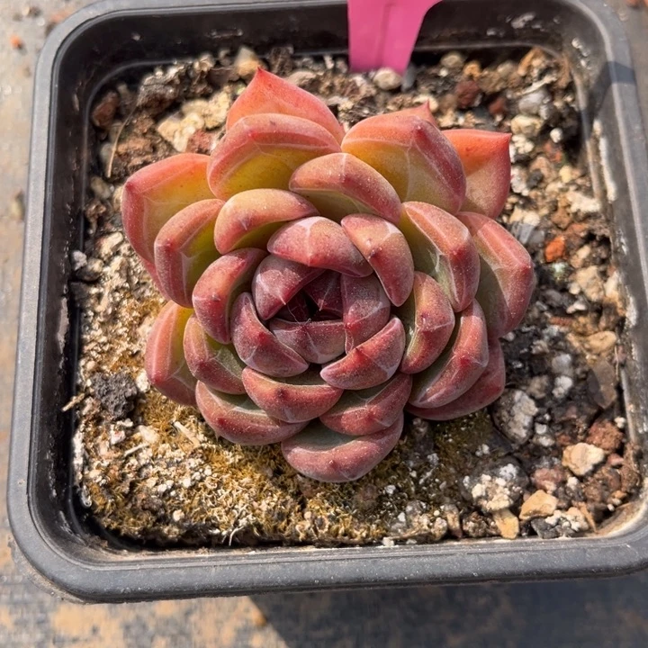芳*128 000000800