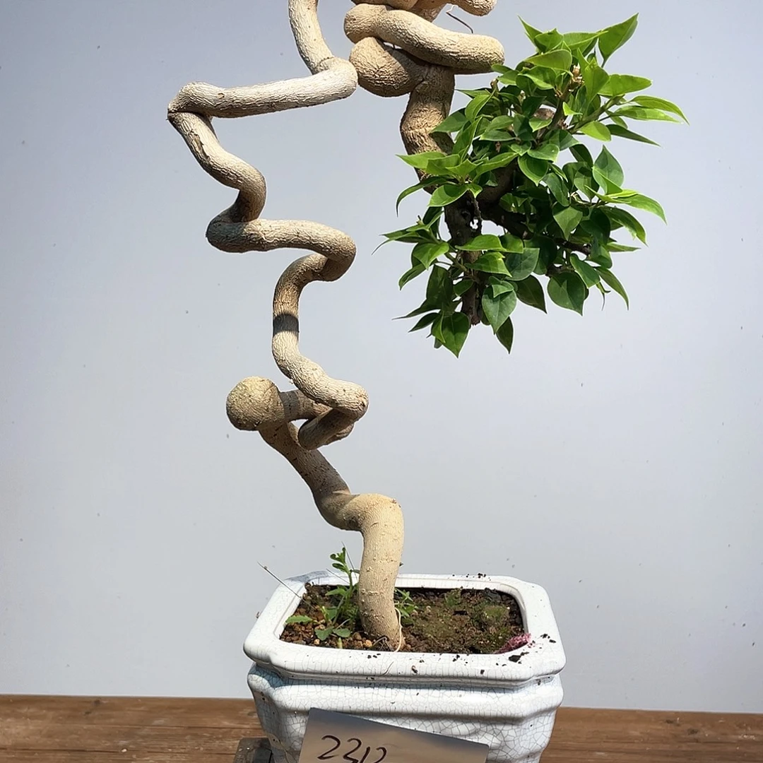 无花朵三角梅高度50厘米左右小桃红