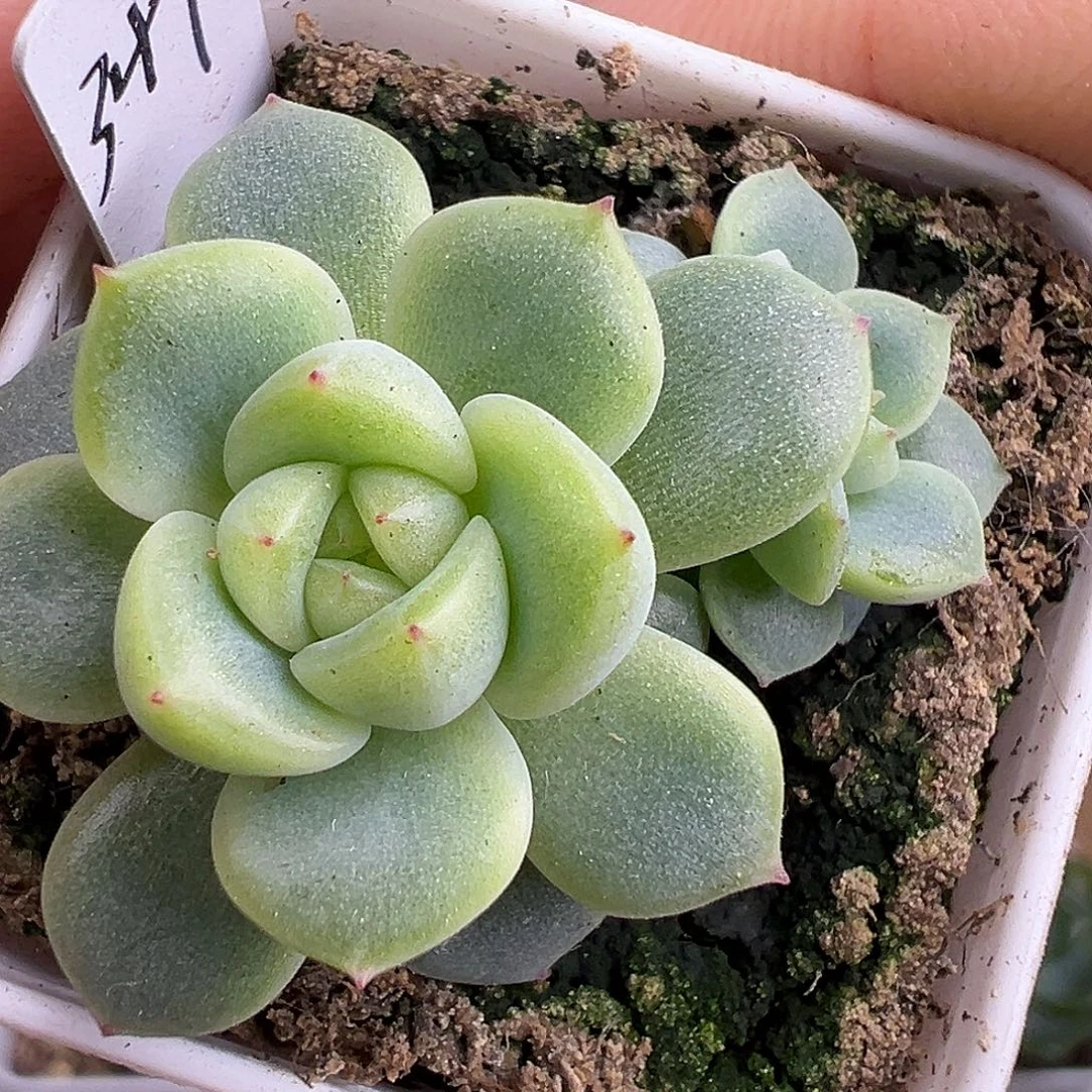 347甜心。双头。