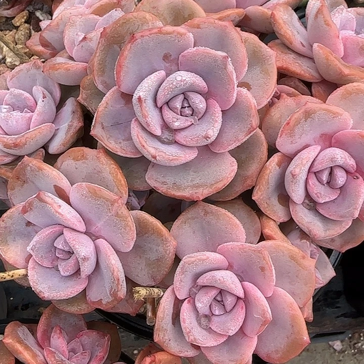 Q***见青蛙王子儿童牙膏套装11