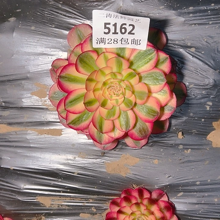 5162倾城多肉植物2号