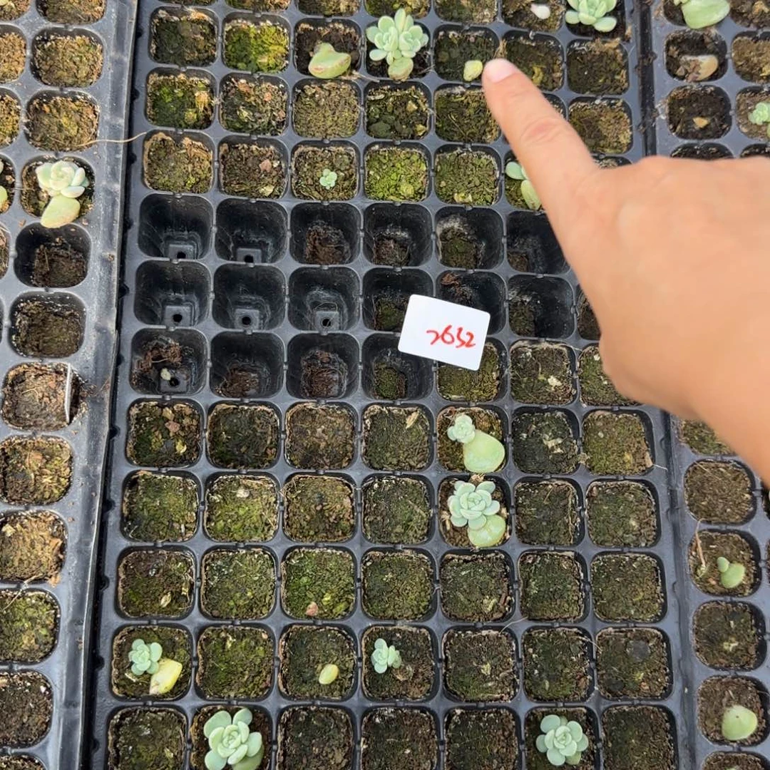 2632 号一半托满20包邮