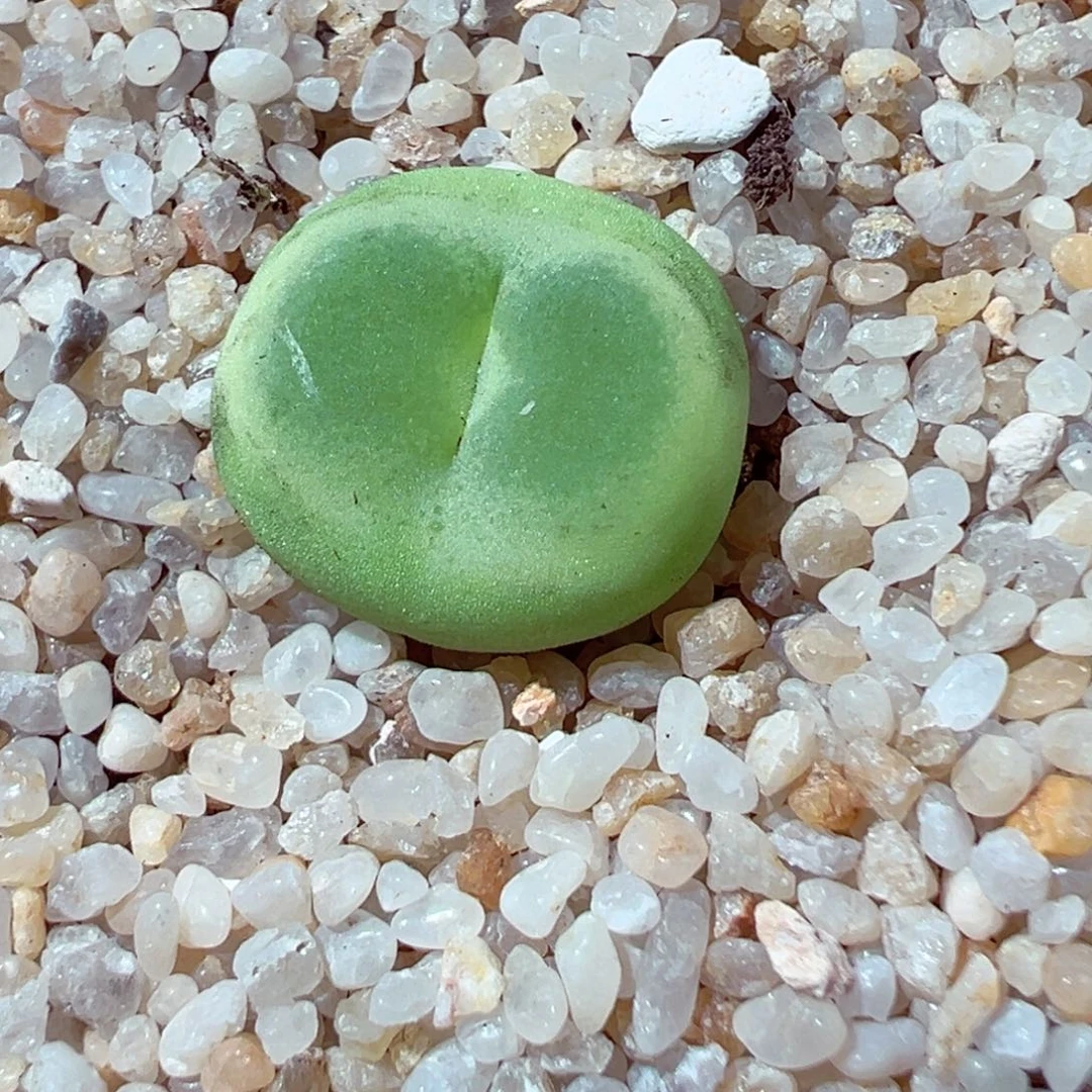 608-703多肉拉登1.6cm