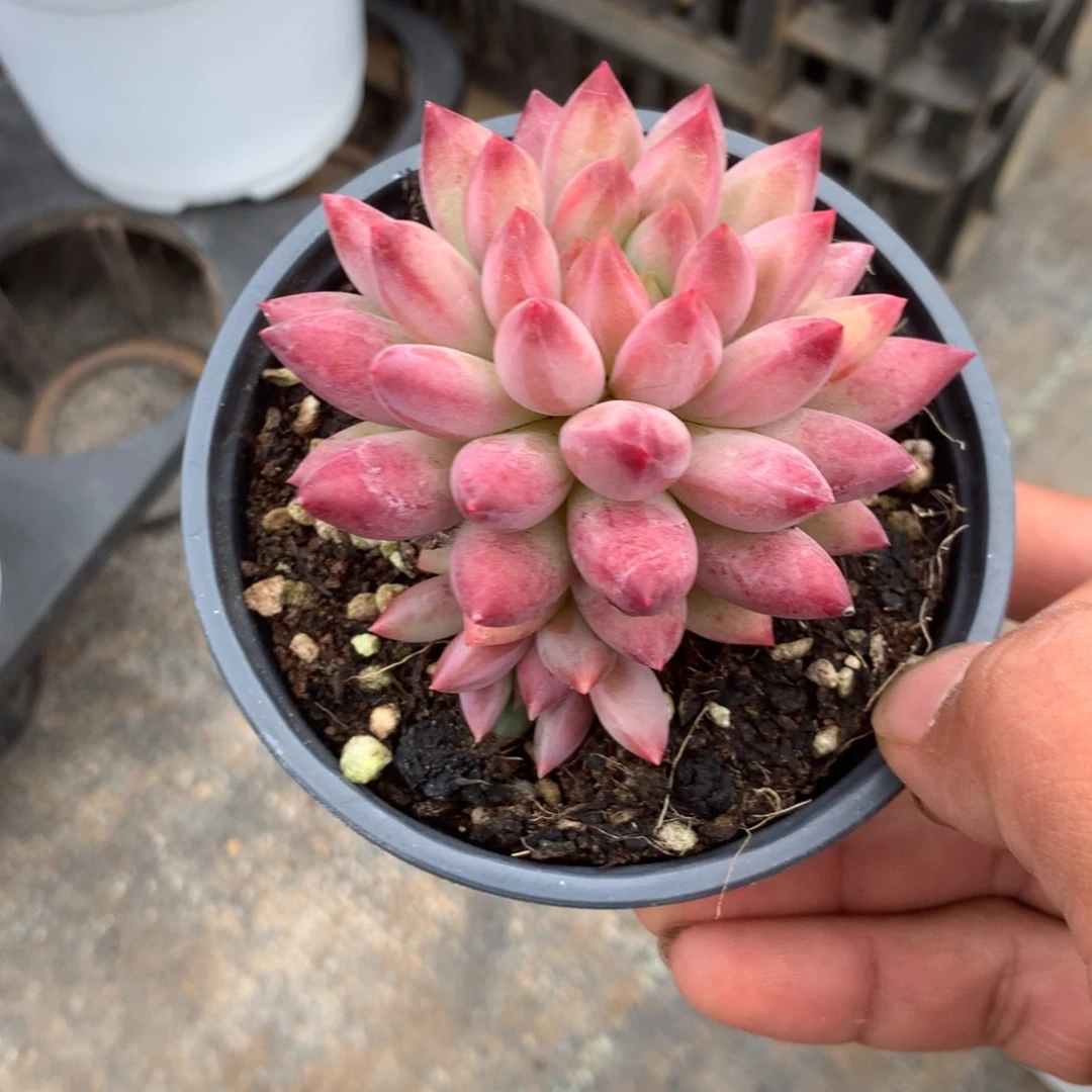人工关节治疗和预防的