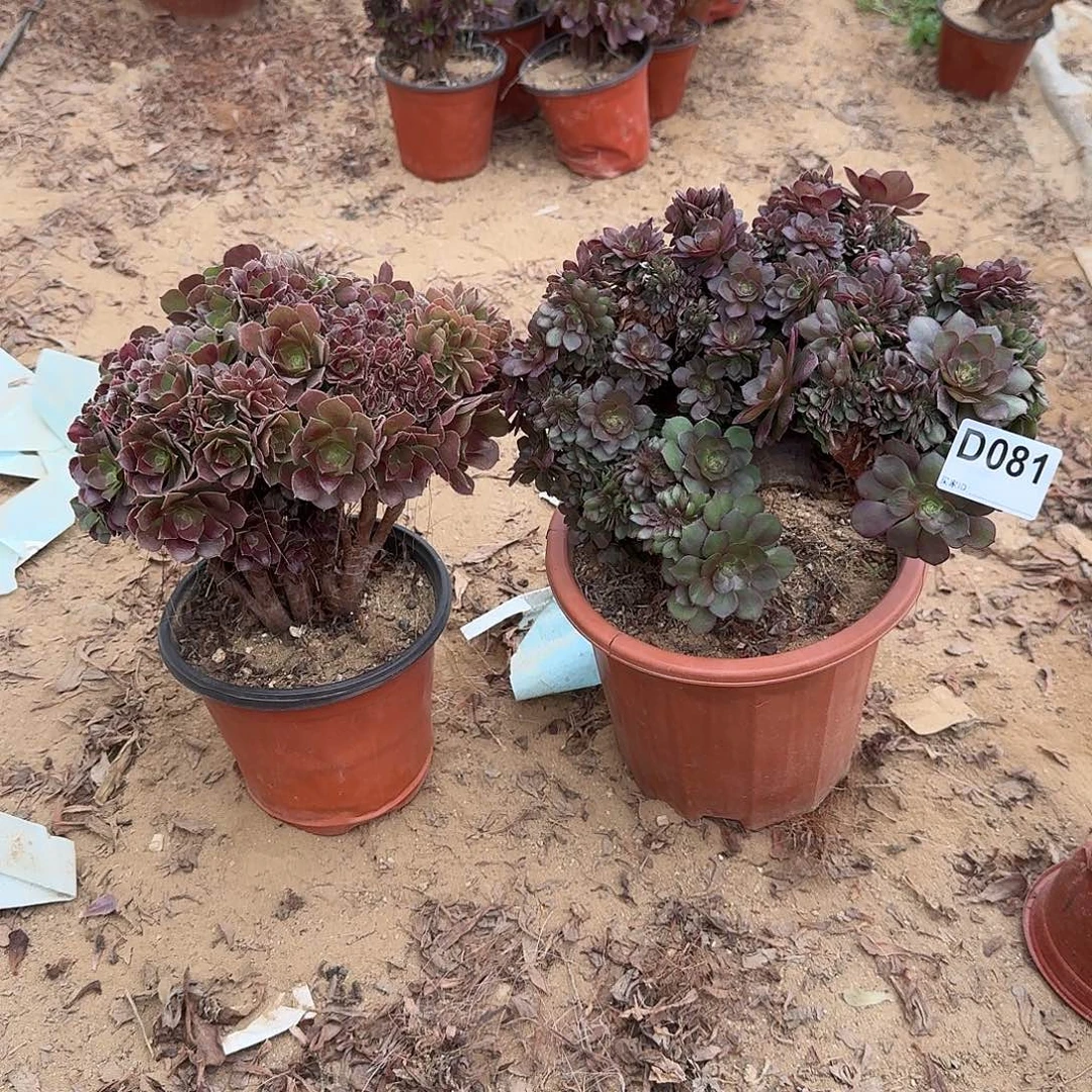 081火玫瑰万缀共2颗有伤