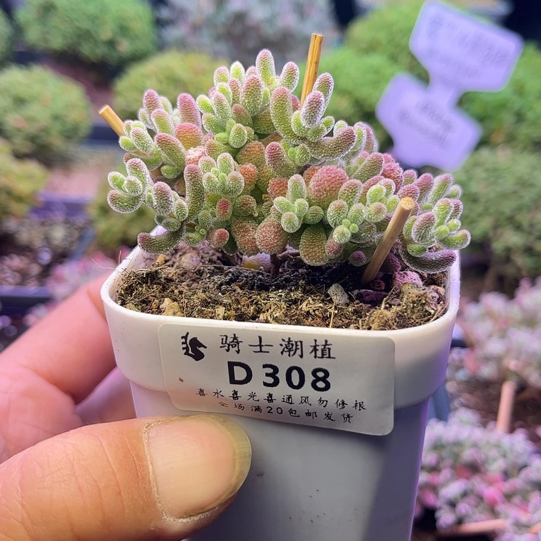 308优选冰晶枝干多肉