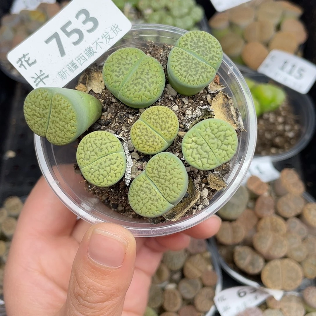 75300000花花花花花花花花