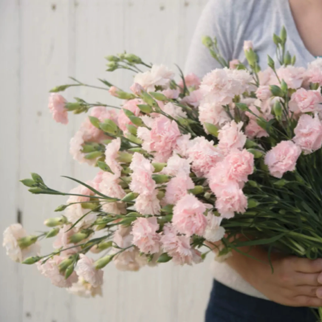 上上花田 切花康乃馨花苗盆栽花镜植物花量大