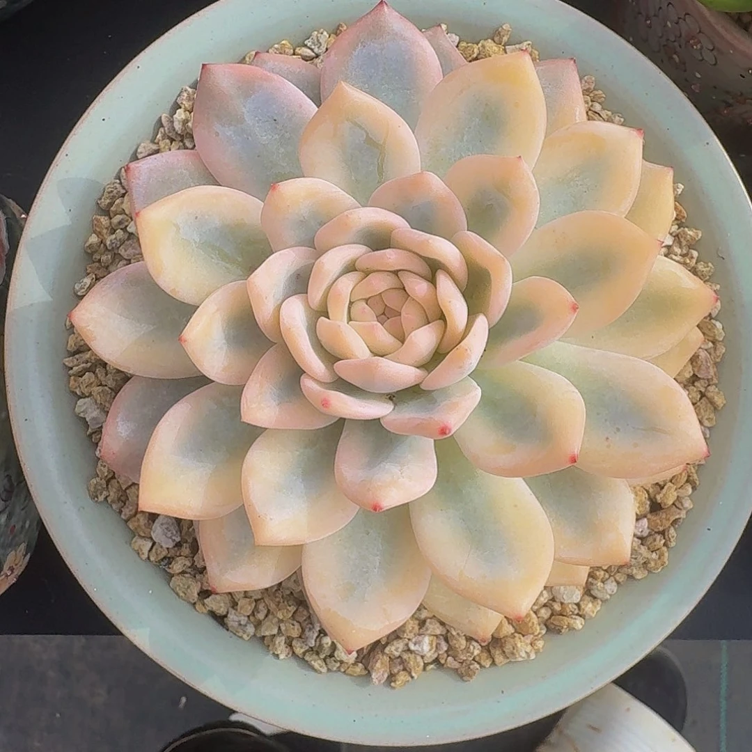 橙梦露 宽锦 一物一拍