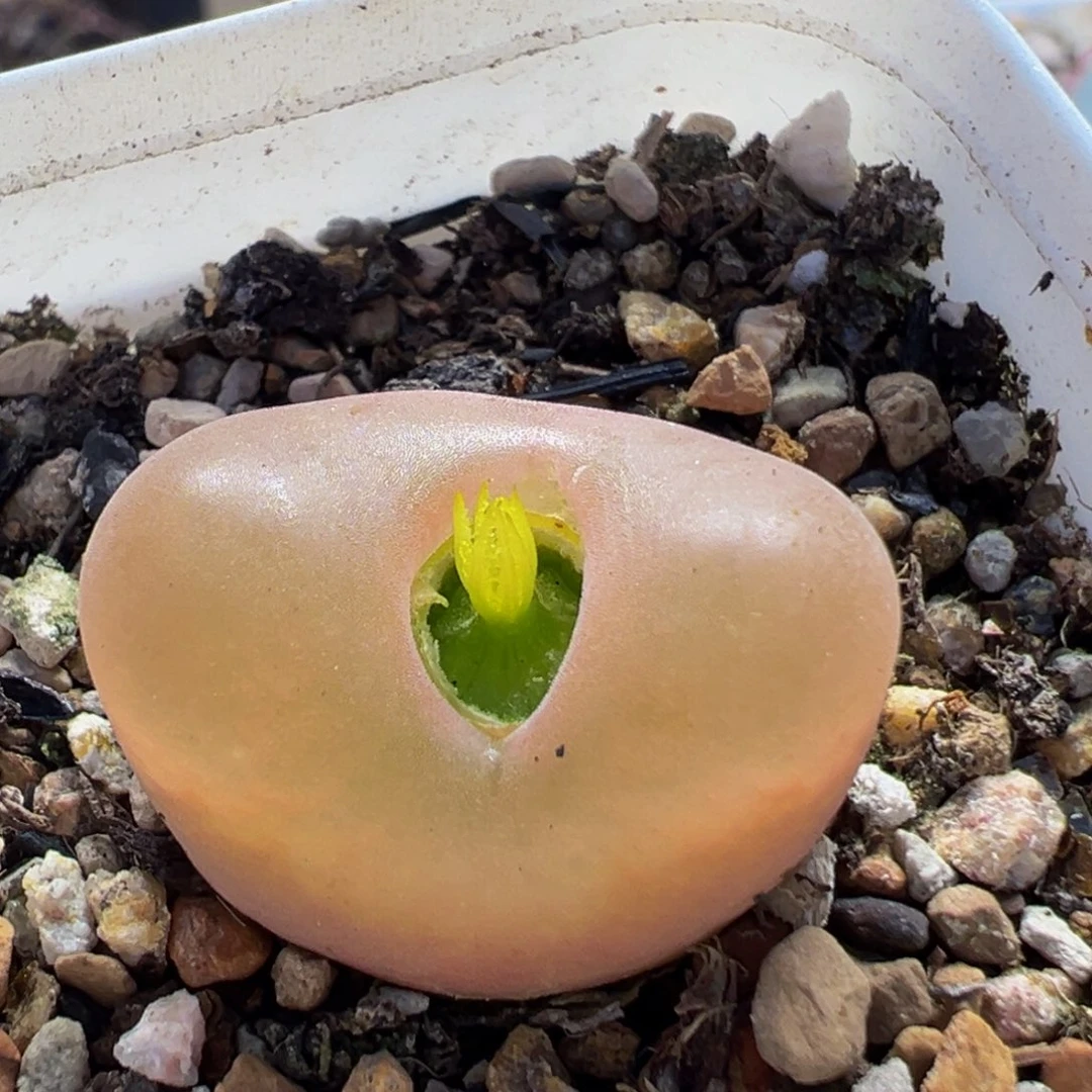 275多肉植物百科植物