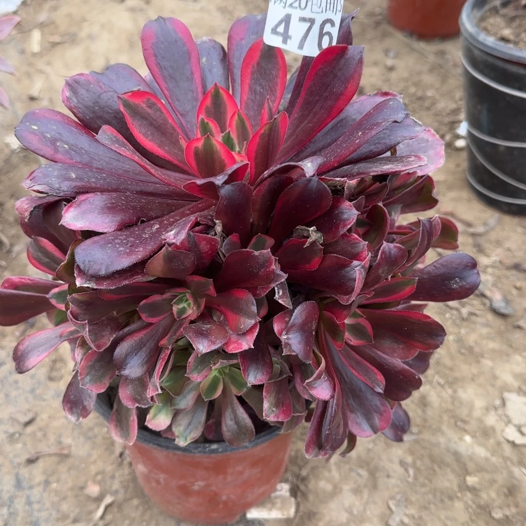 蒙娜丽莎476满20包邮断枝不包