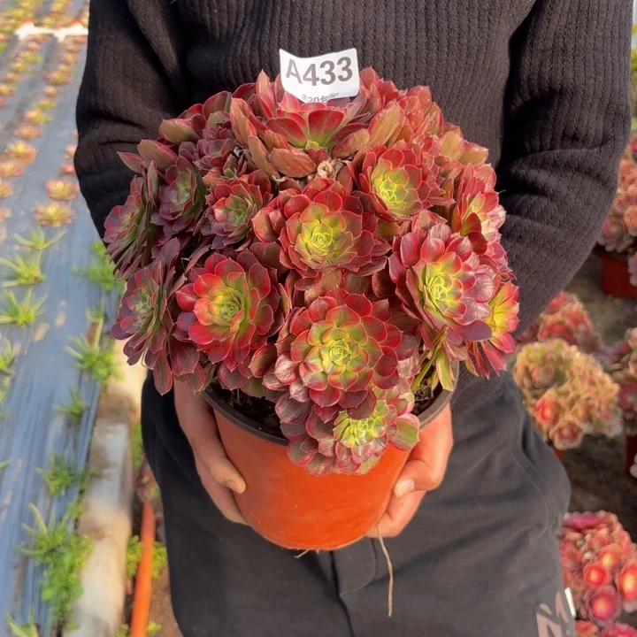 瑞妈，，。。。。433安娜，