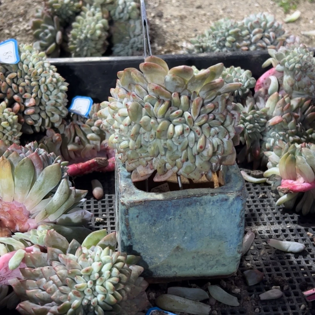 多肉多肉多肉多肉