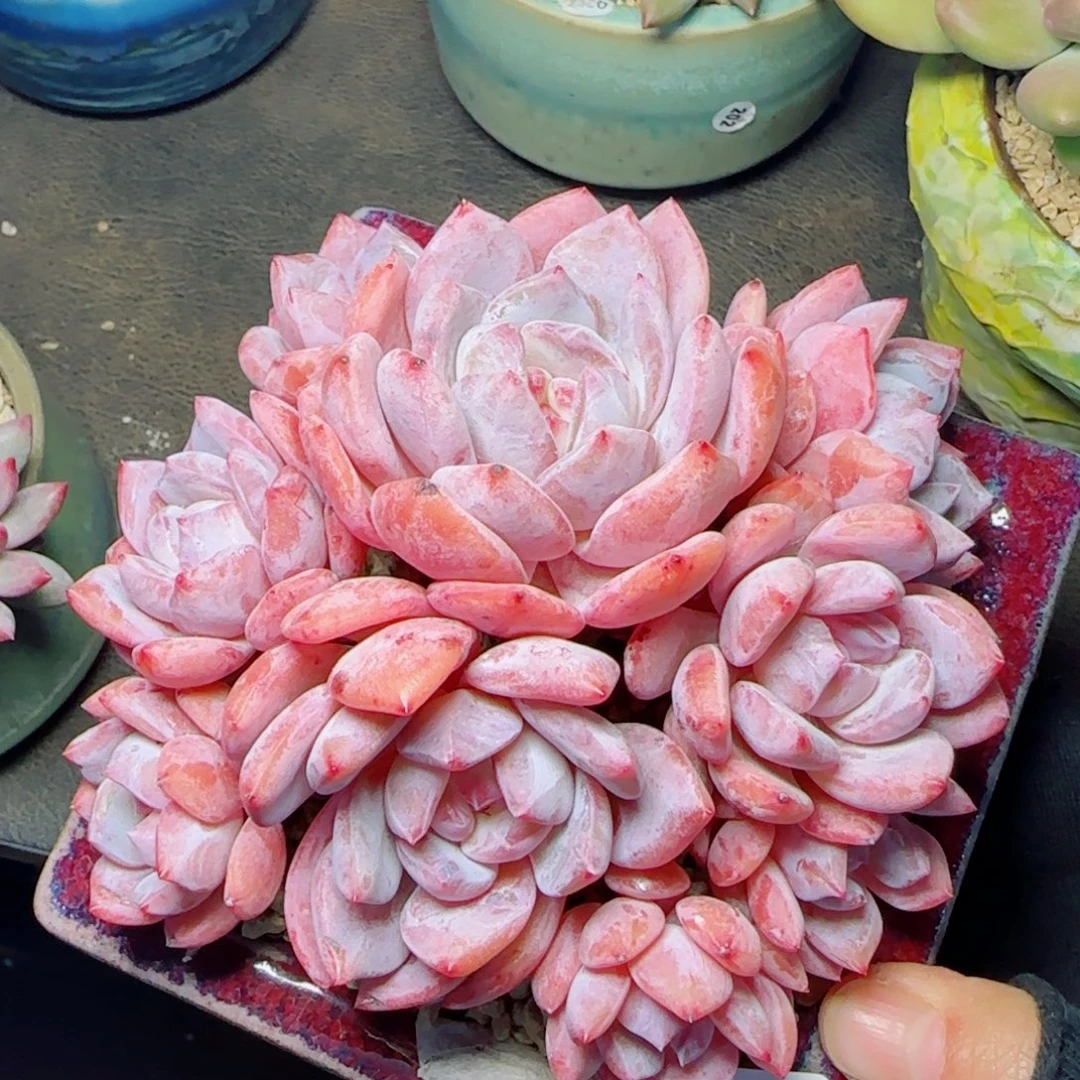 星影群，3906多肉植物