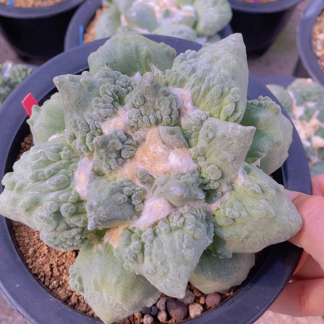 自根怒涛牡丹福利