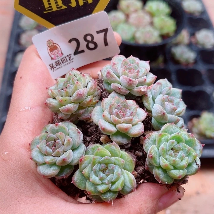 多肉植物多肉植物