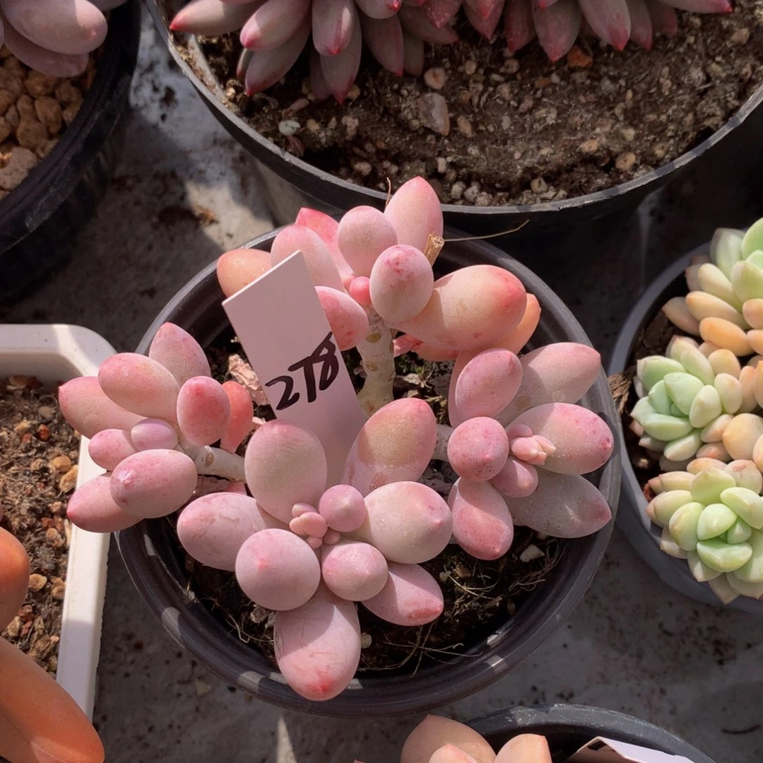 原叶汤圆727272727272