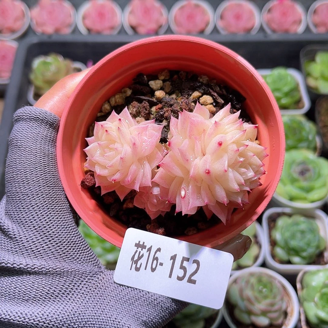 花16-152幻影双头